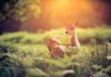 PREMIERA PE DRUMURILE DIN ROMANIA – A aparut si la noi dispozitivul inteligent, amplasat pe masini, care poate preveni accidentele in care sunt implicate animale salbatice